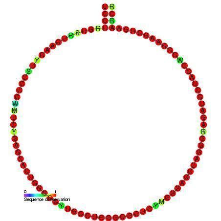 Z6 small nucleolar RNA