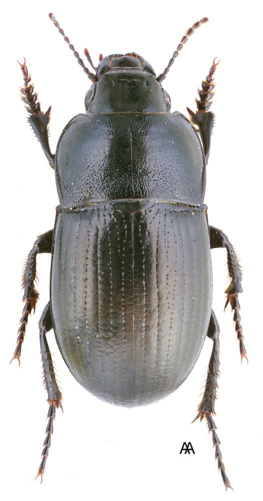 Zabrus Genus Zabrus Clairville 1806 80 Carabidae