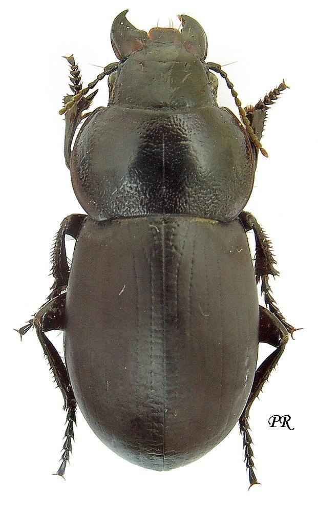 Zabrus Zabrus Pelor spinipes Fabricius 1798 Carabidae
