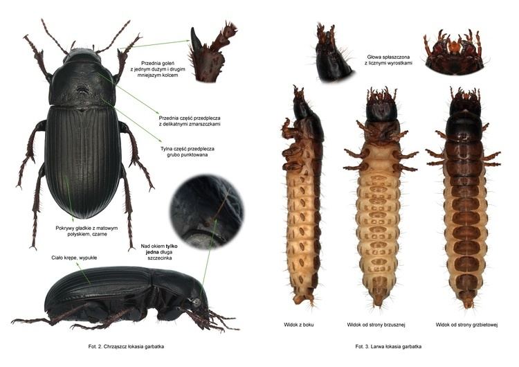 Zabrus tenebrioides Instytut Ochrony Rolin Pastwowy Instytut Badawczy