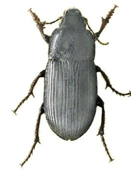 Zabrus tenebrioides AgroAtlas Pests Zabrus tenebrioides Goeze Corn Ground Beetle