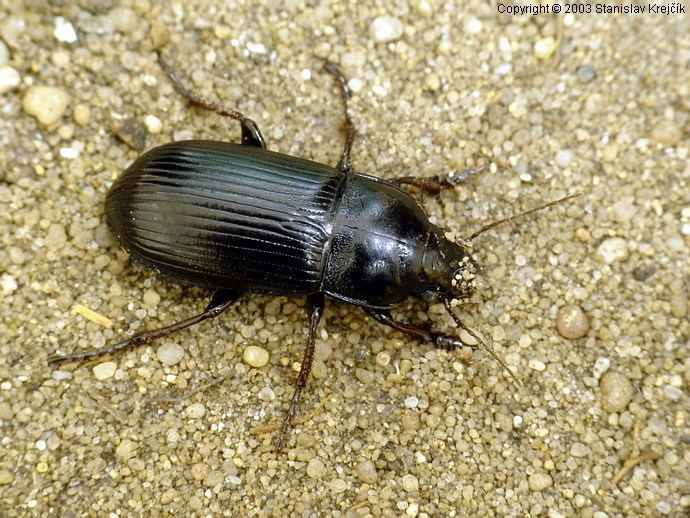 Zabrus tenebrioides Zabrus tenebrioides Corn ground beetle