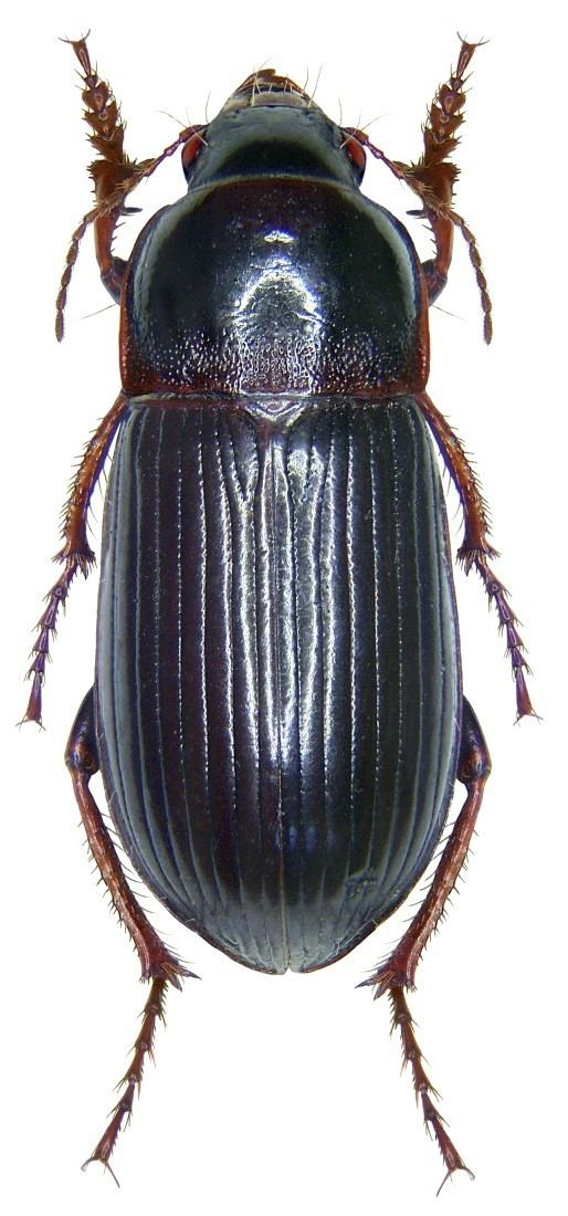 Zabrus tenebrioides carabidaeorgcarabidaeZabrus20Zabrus20tenebrio