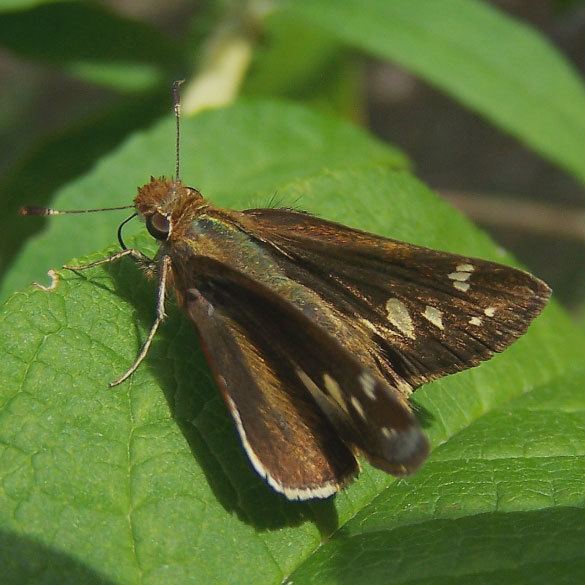 Zabulon skipper Zabulon Skipper