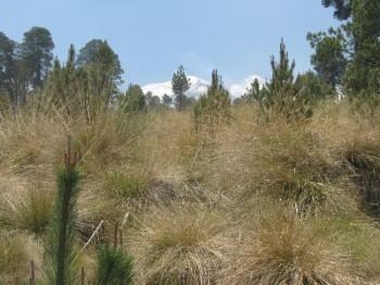 Zacatonal Paisaje del zacatonal de Ruta XSur a Valle de Bravo Foto 2