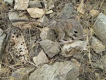 Zagros Mountains mouse-like hamster httpsuploadwikimediaorgwikipediacommonsthu