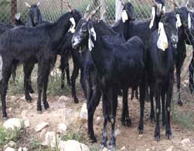 Zalawadi Zalawadi Goat Modern Farming Methods