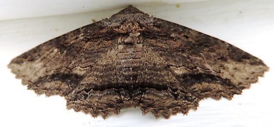 Zale (moth) bugguidenetimagescachePLYL9LPLYL9LFLCL0RQH4R