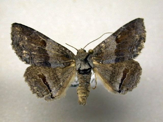 Zale squamularis