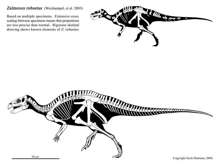 Zalmoxes Zalmoxes Pictures amp Facts The Dinosaur Database