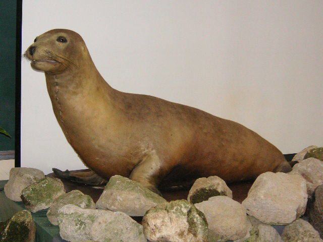 Zalophus Japanese sea lion Wikipedia
