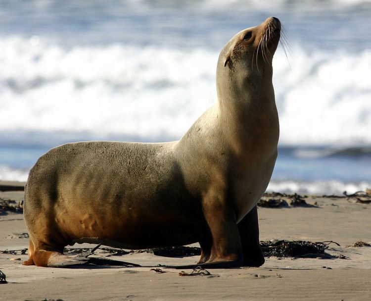 Zalophus California sea lion Wikipedia