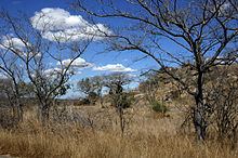 Zambezian and mopane woodlands httpsuploadwikimediaorgwikipediacommonsthu