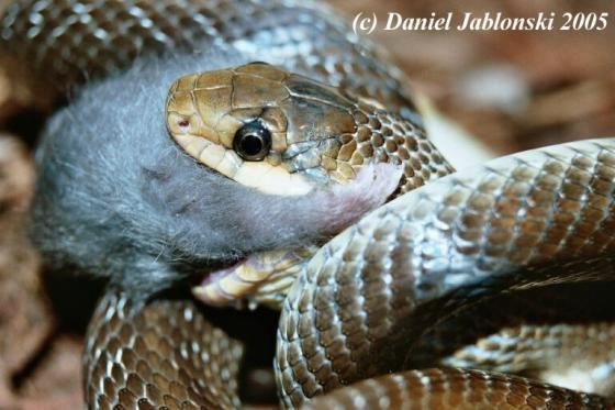 Zamenis Zamenis longissimus The Reptile Database