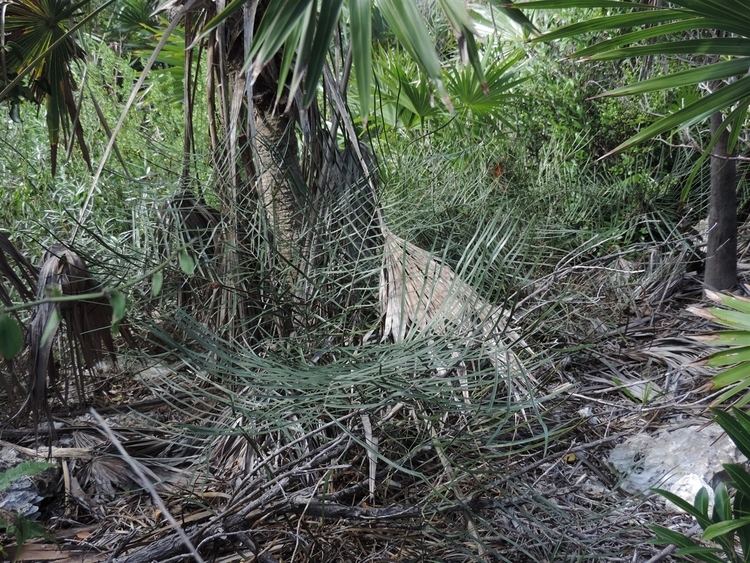 Zamia angustifolia Leon Levy Native Plant Preserve Plant Listings Zamia angustifolia