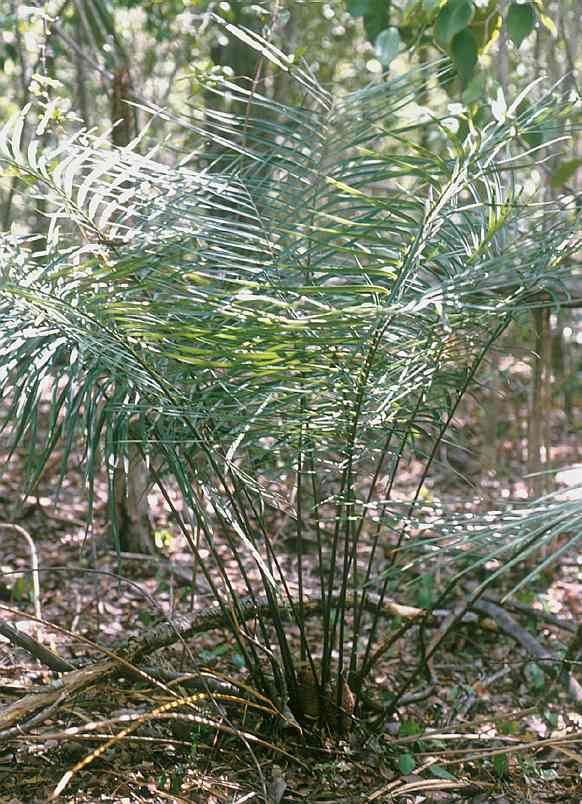 Zamia portoricensis - Alchetron, The Free Social Encyclopedia