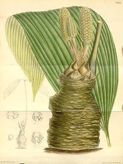 Zamia wallisii httpsuploadwikimediaorgwikipediacommonsthu