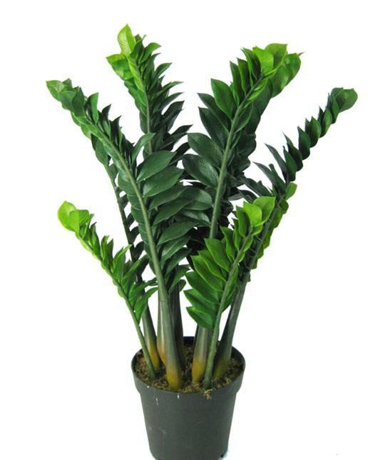 Zamioculcas Compare Prices on Zamioculcas Plant Online ShoppingBuy Low Price