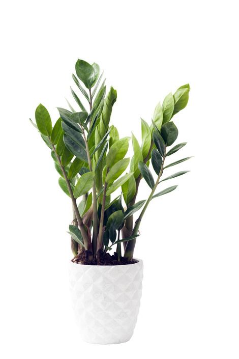 Zamioculcas June 2016 Zamioculcas is Houseplant of the month Flower Council