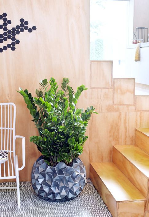 Zamioculcas June 2016 Zamioculcas is Houseplant of the month Flower Council