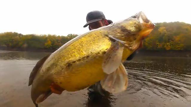 Zander Big Zander 102 cm Fishing Video