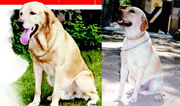 Zanjeer (dog) Zanjeer This Dog Saved Countless Lives in the 1993 Mumbai Blasts