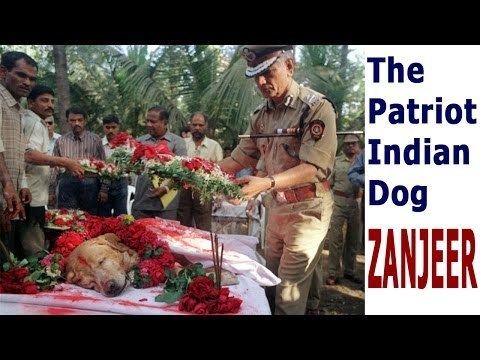 Zanjeer (dog) The Patriot Indian Dog Zanjeer Bhaskban Daily News Analysis