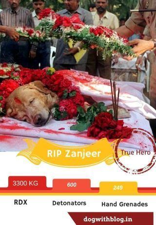 Zanjeer (dog) Why no Nobel Peace Prize for Zanjeer the Dog
