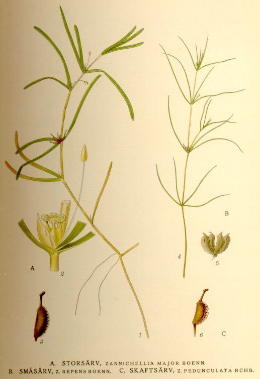 Zannichellia Zannichellia palustris Wikiwand