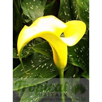 Zantedeschia elliottiana Zantedeschia elliottiana from Tropical Britain