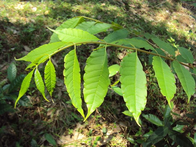 Zanthoxylum Zanthoxylum rhetsa Useful Tropical Plants