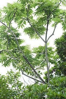 Zanthoxylum ailanthoides httpsuploadwikimediaorgwikipediacommonsthu