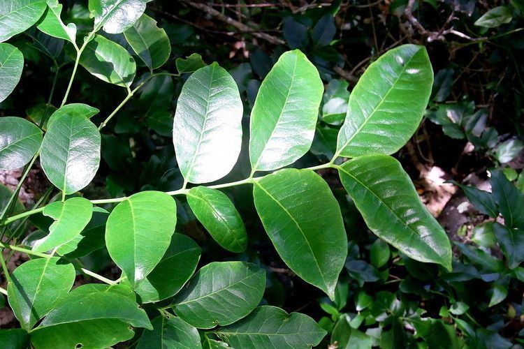 Zanthoxylum pinnatum