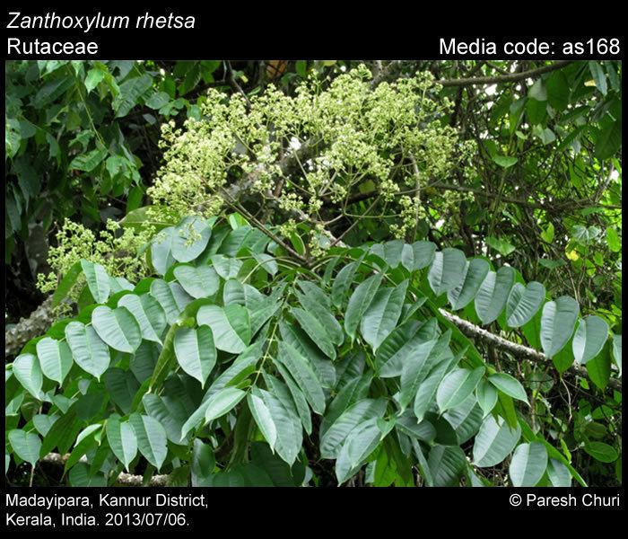 Zanthoxylum rhetsa Larval host plants Zanthoxylum rhetsa Butterflies of India