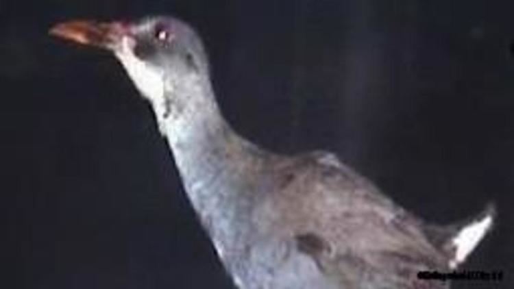 Zapata rail BBC Earth Incredibly rare bird sighted