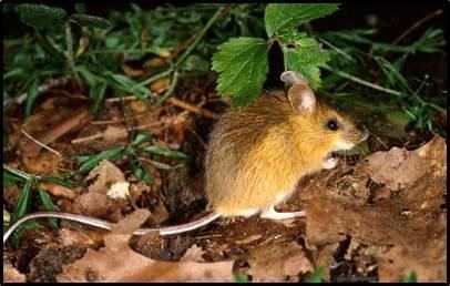 Zapus Analysis of the Day Pacific Jumping Mouse Zapus The Daemon