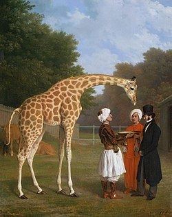 Zarafa (giraffe) httpsuploadwikimediaorgwikipediacommonsthu