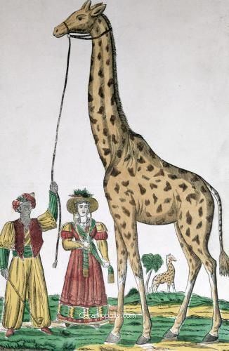Zarafa (giraffe) Zarafa a Giraffe which became France39s Darling CERAMOPOLIS