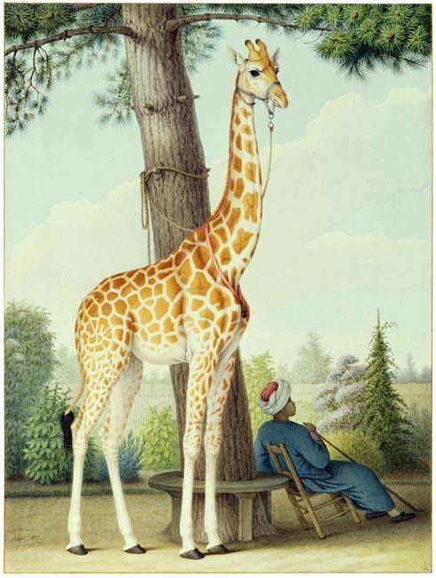 Zarafa (giraffe) 1000 images about HNI Girafomanie on Pinterest Museums A present
