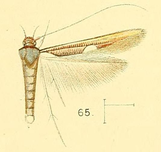 Zaratha muricicoma