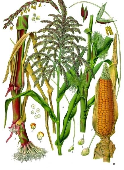 Zea (plant) Maize Wikipedia
