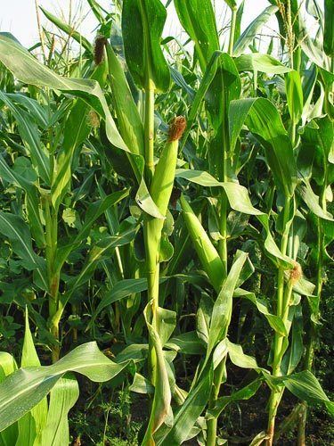 Zea (plant) AgroAtlas Crops Zea mays L Corn maize