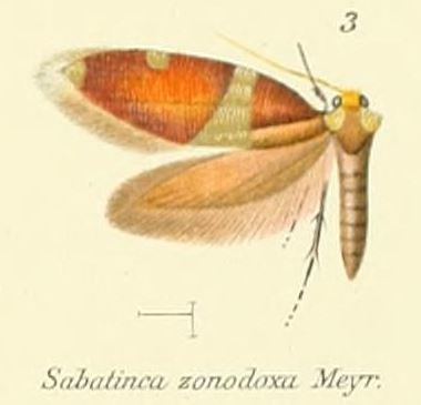 Zealandopterix zonodoxa