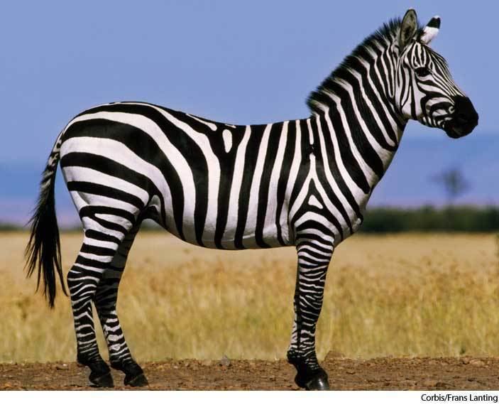 Zebra Zebra dictionary definition zebra defined