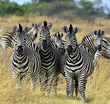 Zebra httpsuploadwikimediaorgwikipediacommonsthu