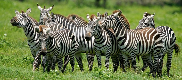 Zebra Zebra African Wildlife Foundation