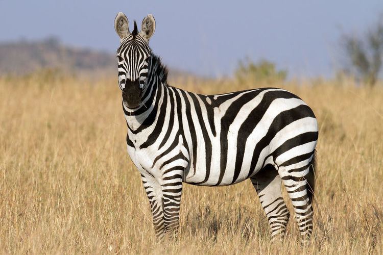 Zebra Be a Zebra