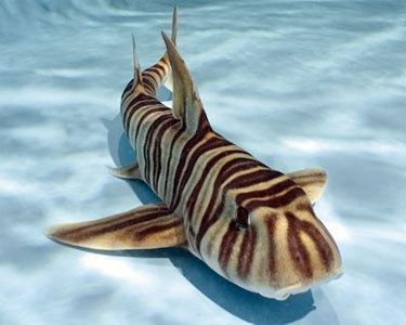 Zebra bullhead shark Zebra Bullhead Shark Aquarium Hobbyist Resource and Social