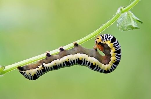 Zebra caterpillar Zebra Caterpillar by Richard Armstrong Chatham Camera Club