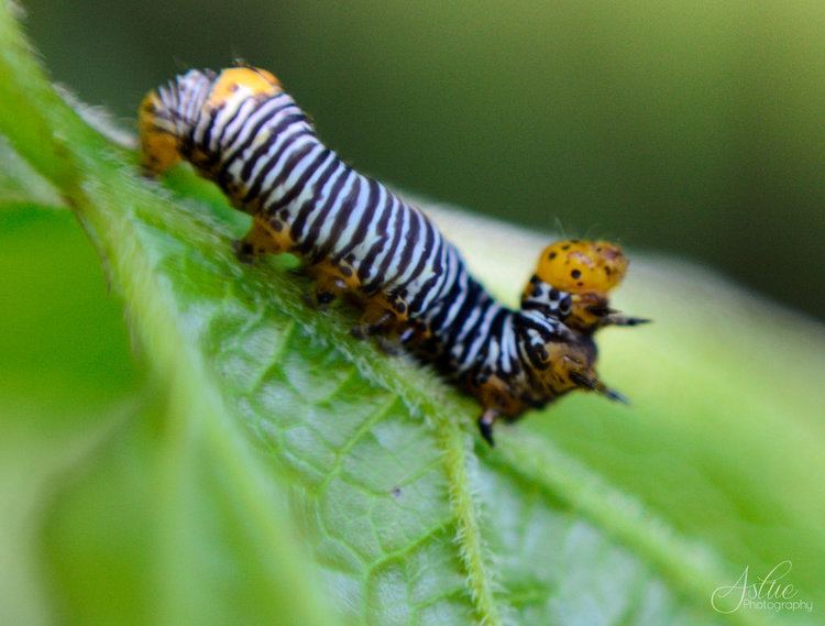 Zebra caterpillar Zebra Caterpillar MACRO by AstuePhotography on DeviantArt